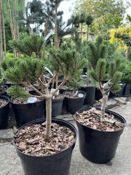 Хвойні рослини,туя,тис,ялівець,сосна,ялина.Догляд ,корекція,формування