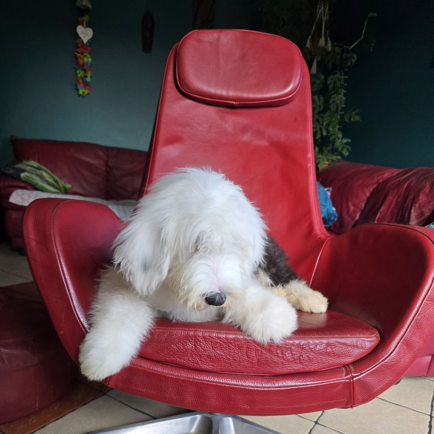 Owczarek staroangielski bobtail suczka