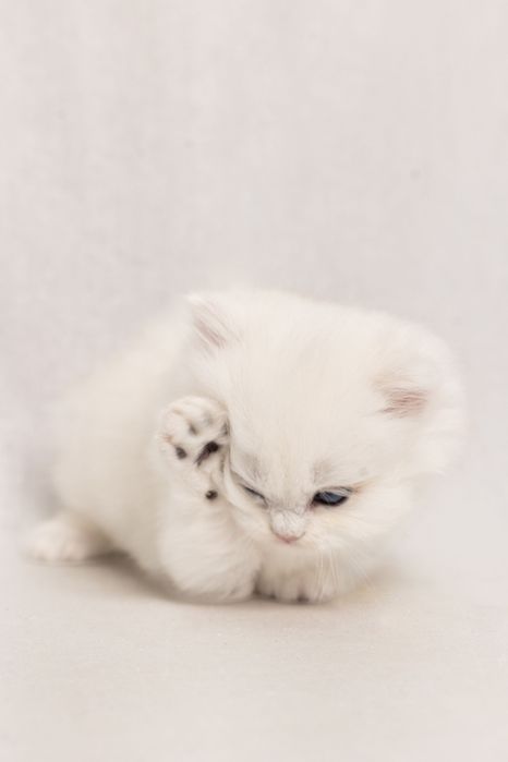 Кошеня британська срібна довгошерста шиншила