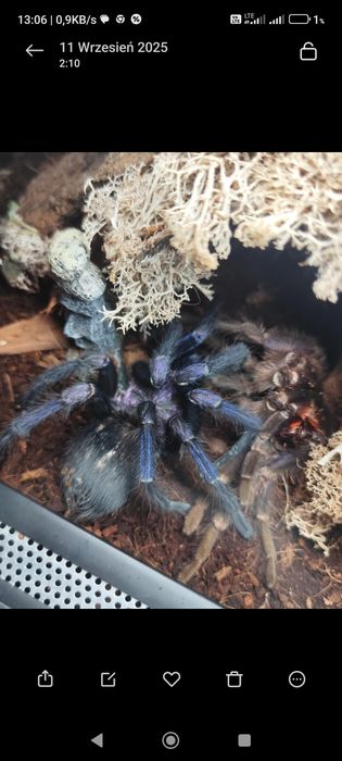Phormictopus sp.dominican purple 6dc samiec  adult zamiana