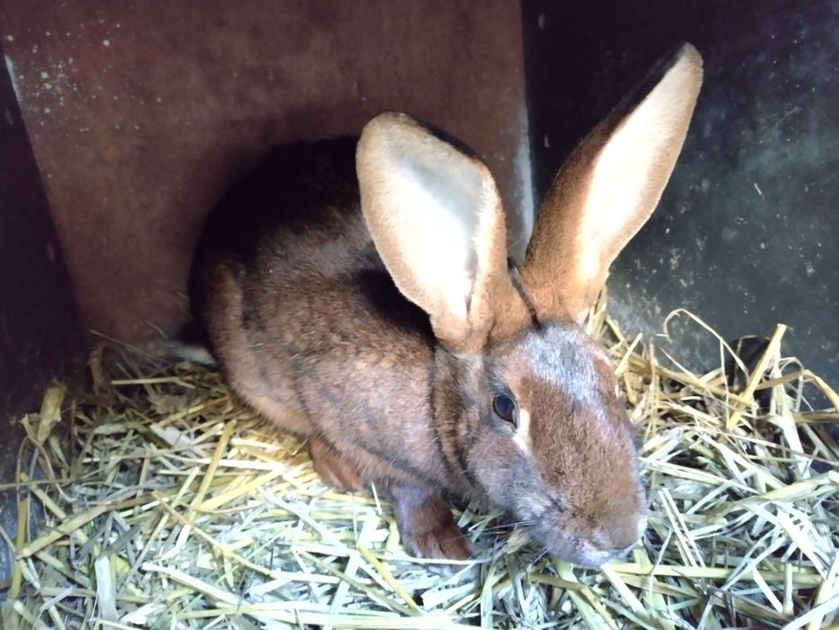 Zajęczak mahoniowy samica zakocona