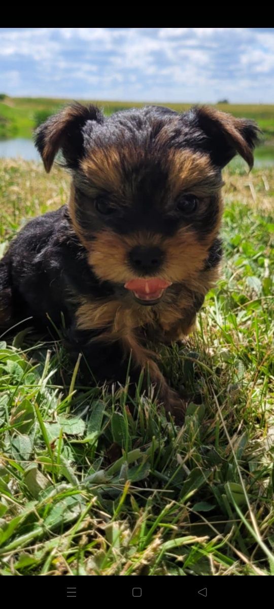 Yorkshire terrier