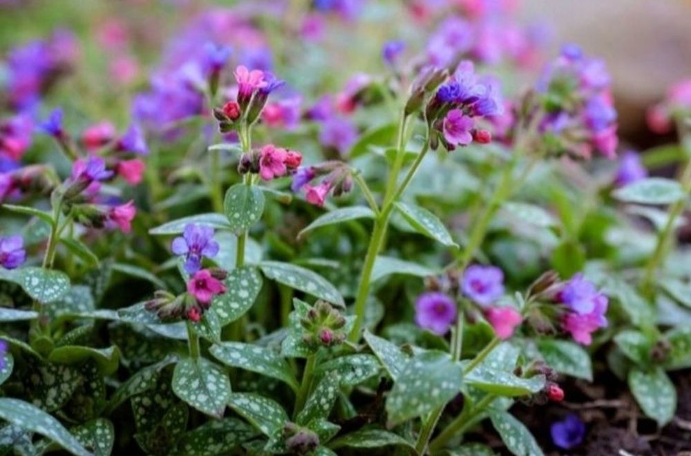 Miodunka plamista C2 wyprzedaż