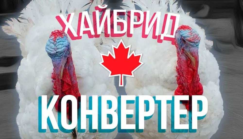 Інкубаційне яйце Хайбрід Конвертер (інкубаторія UA)