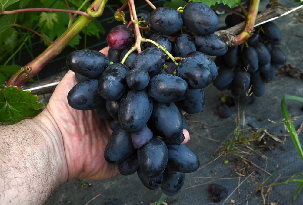 Geliodor, winogron beznasienny, sadzonki winorośli, kiszmisz