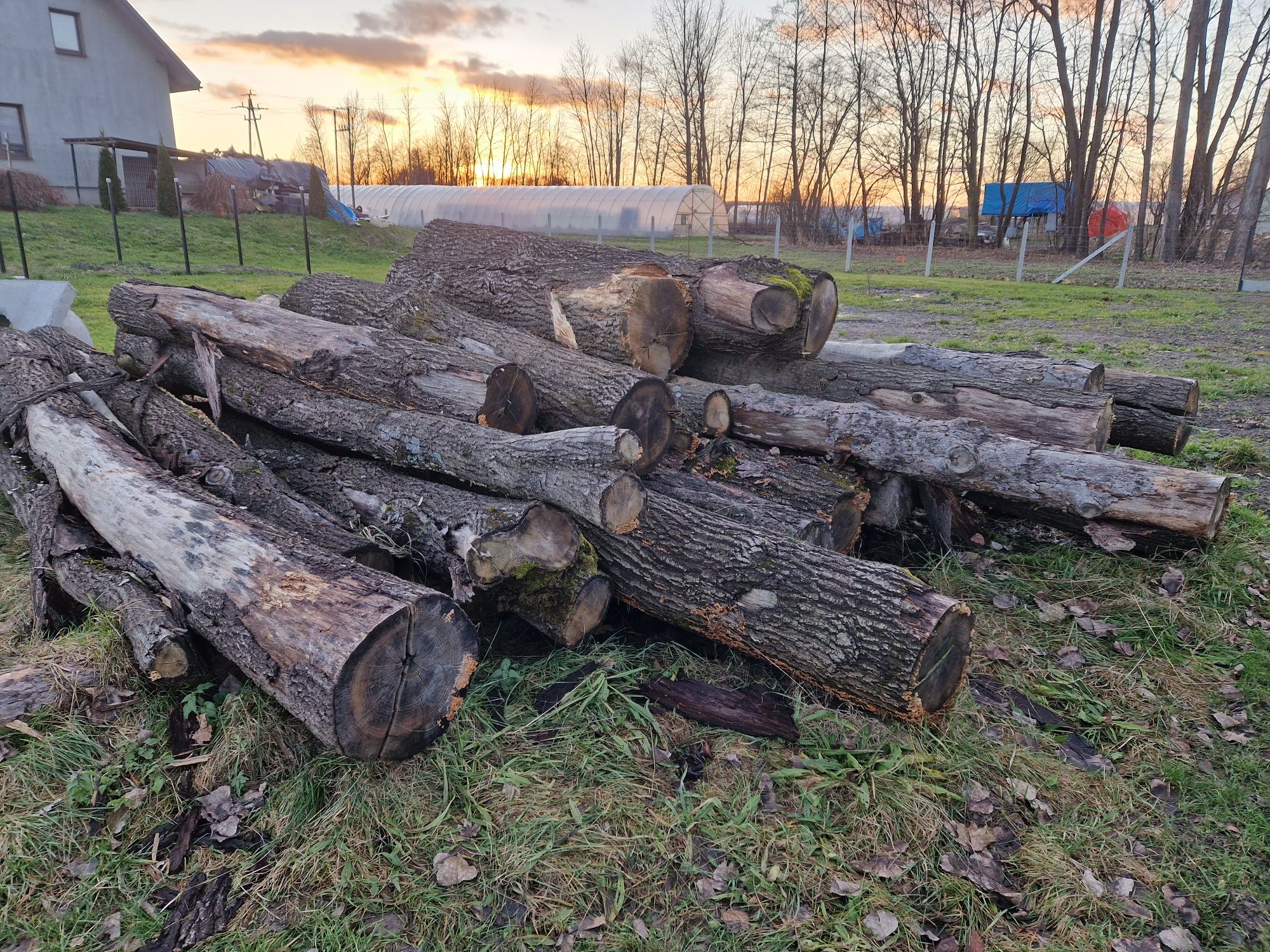 Dąb drzewo klocki opał materiał