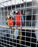 Venda de Aves Criadas à Mão – Arara, Papagaio e Cacatua Galah