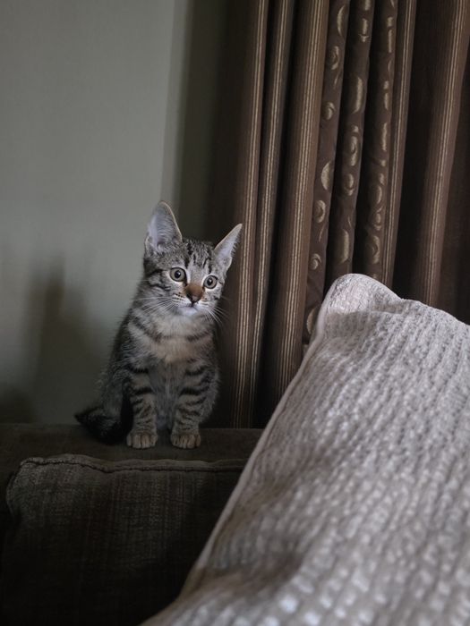 Gatinho para adopção