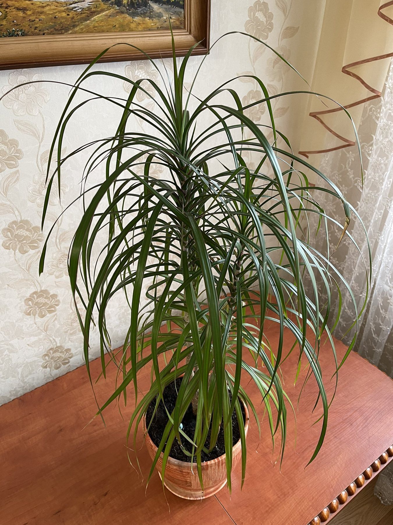 Драце́на (Dracaena) (без вартості горщика)