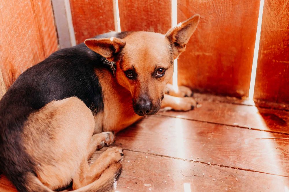 Idol szuka opiekuna, który podejmie się pracy nad jego lękami