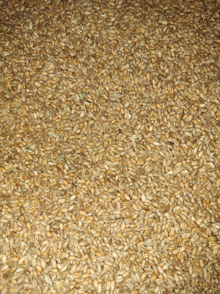 Sprzedam owies czarny