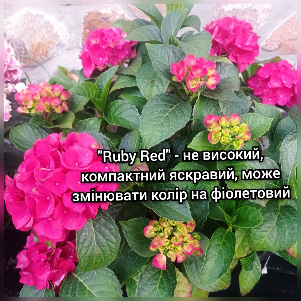 Гортензія різні сорти