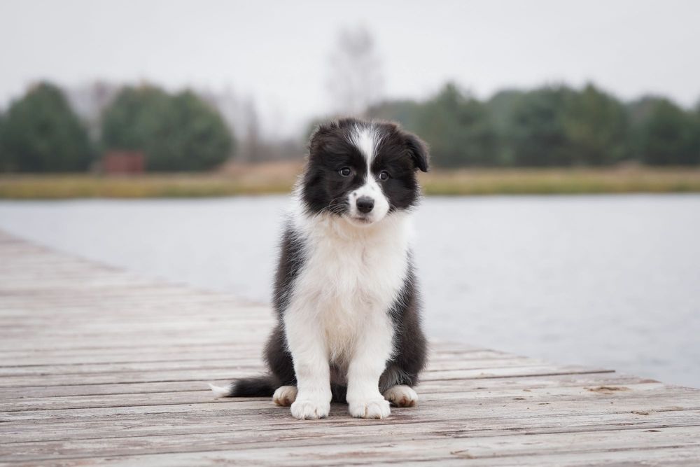 Border Collie-szeniak