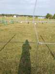 Indyki staropolskie