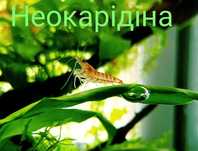 Рослини , креветка,мох