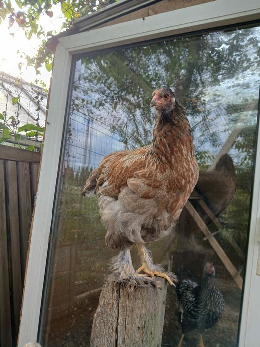 Piękne Brahmy olbrzymie