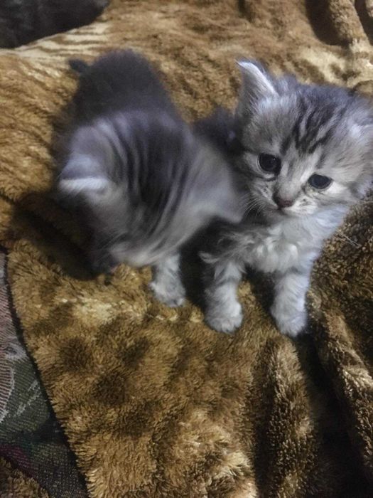 Кошенята дуже гарні полосатики