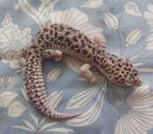 Gekon lamparci samiec Super Mack Snow het Eclipse Tremper Albino