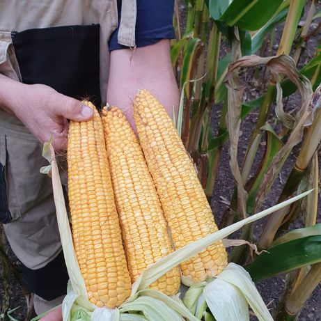 Na ZIARNO I KISZONKĘ nasiona od 394 zł hektar kukurydza