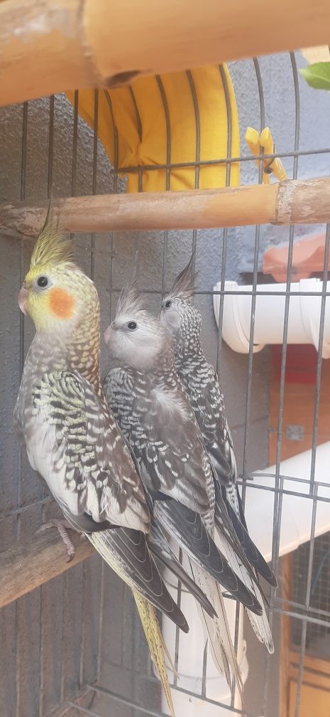 Vendo caturras praticamente domesticadas