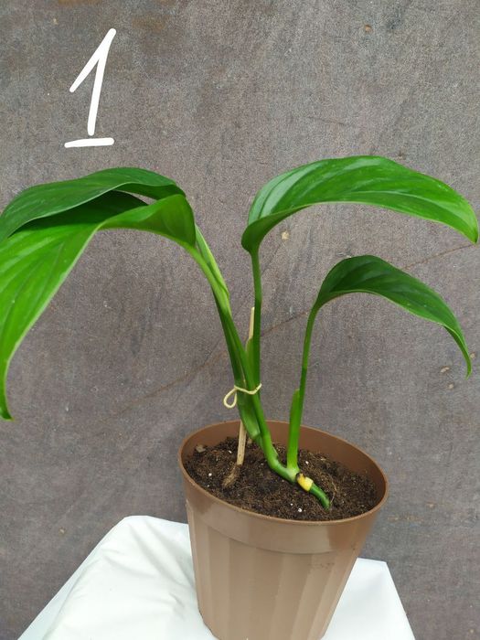 Монстера Фрідріхшталя []Monstera Friedrichstha]lii