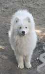 Samoyed piesek z rodowodem