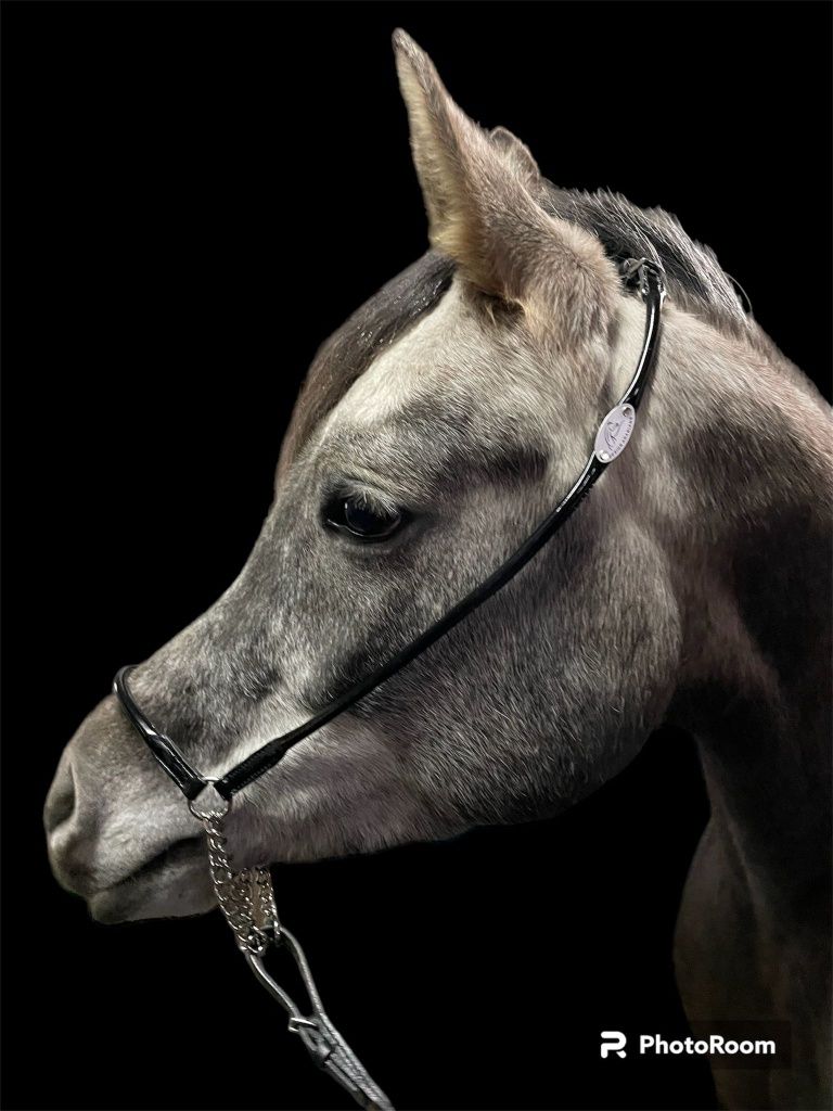 Prezenterka dla koni arabskich