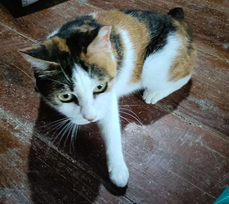Gatinha adulta para adoção responsável