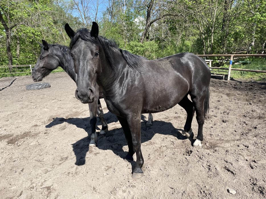 Sprzedam dwie klacze. Slaskie.