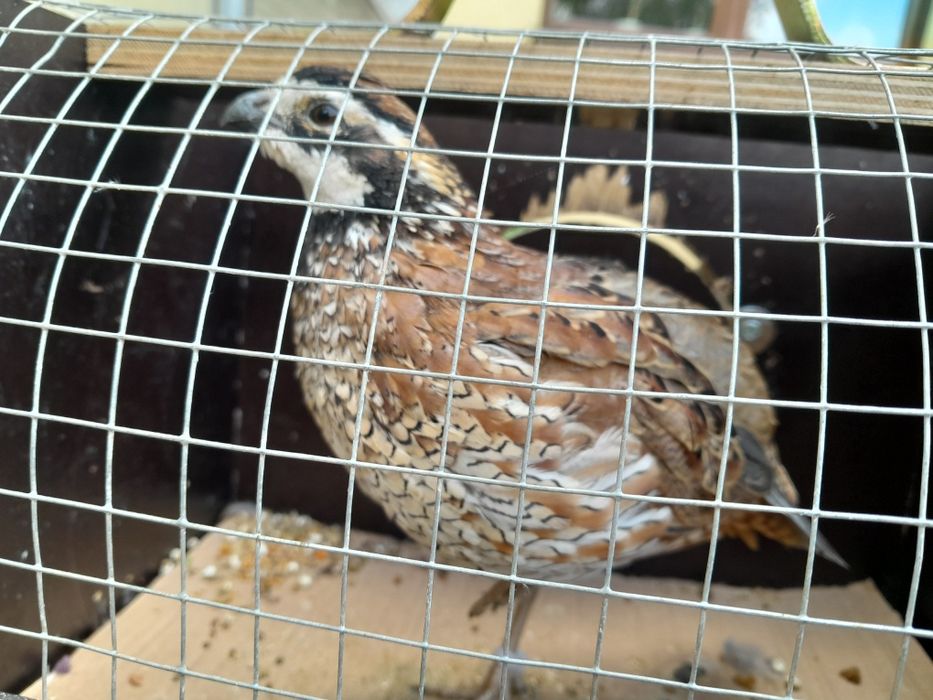 Samiec przepiórki wirginijskiej