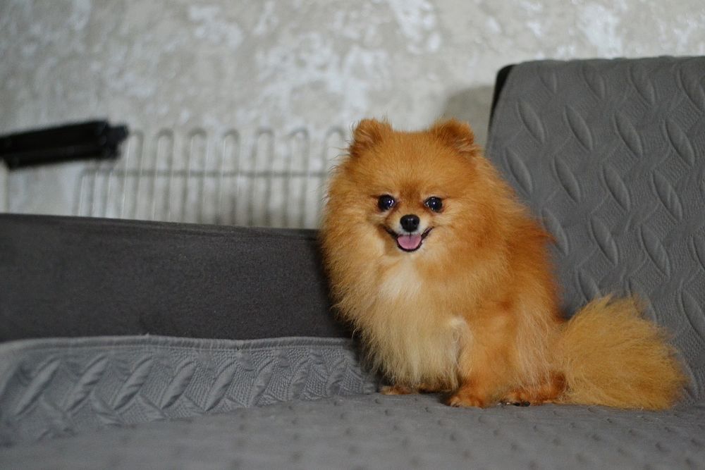 Дівчинка оранж шпіц