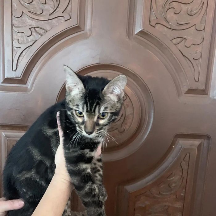 Угольный бенгальский кот