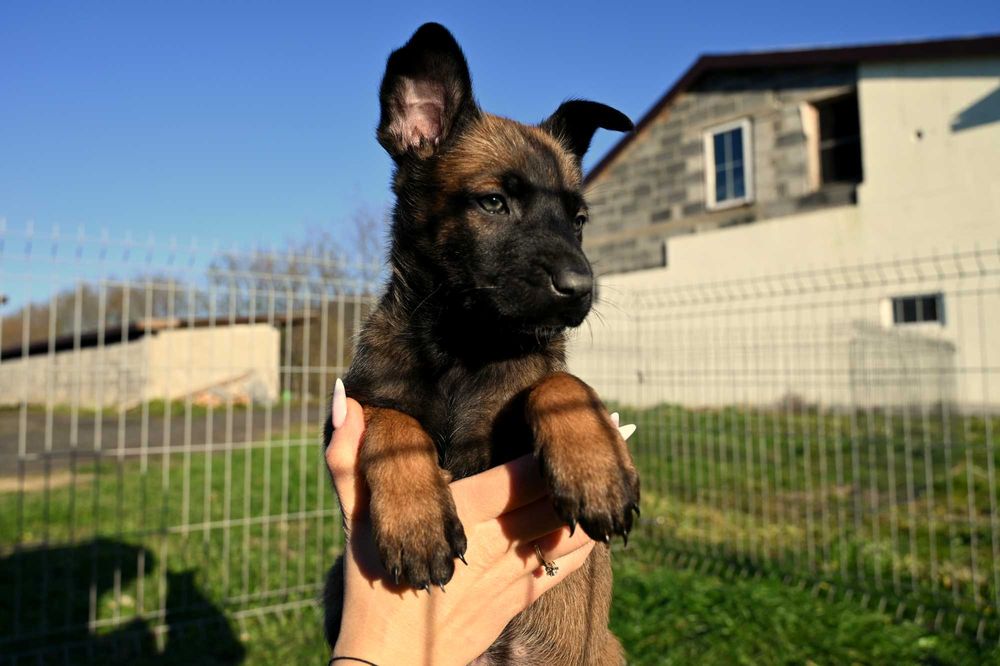 Owczarek Belgijski Suczka AdamusK9