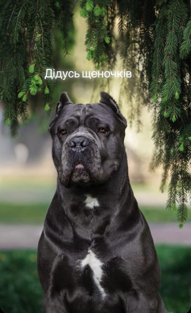 Елітні щеночки-Cane corso