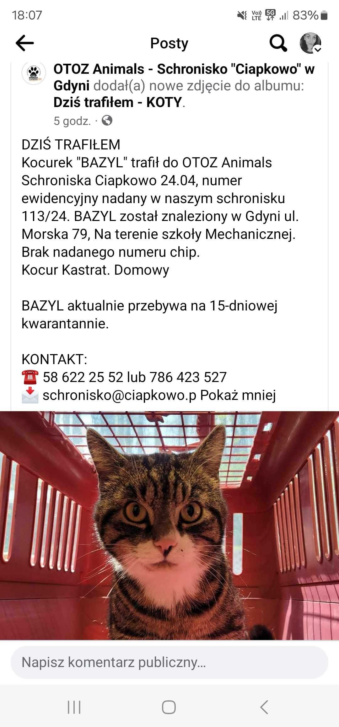 Kot znaleziony w gdyni