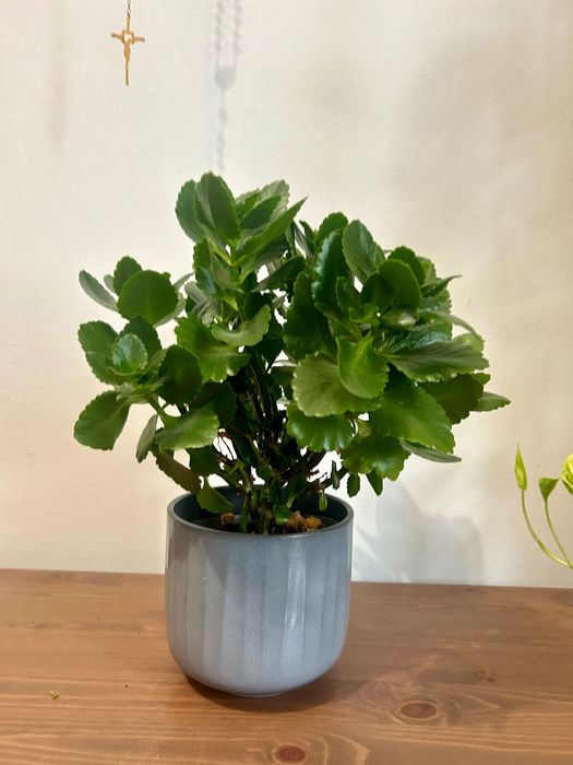 Planta flor dobrada | kalanchoe blossfeldiana + vaso cerâmica