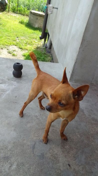 Ratler Praski - Pinczer miniaturowy (reproduktor)