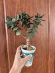 Crassula minova magic красула крассула
