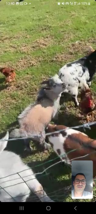 Cabras Anãs dóceis