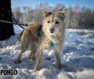Terier Pongo, 1 rok, 12kg, za darmo