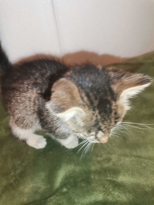 Oddam za darmo małe kotki. Można pojedynczo!!!