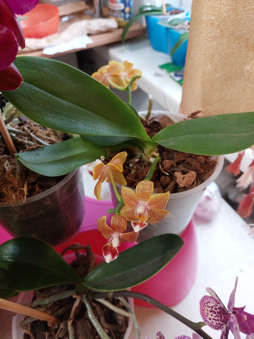 Орхидеи цветущие сортовые