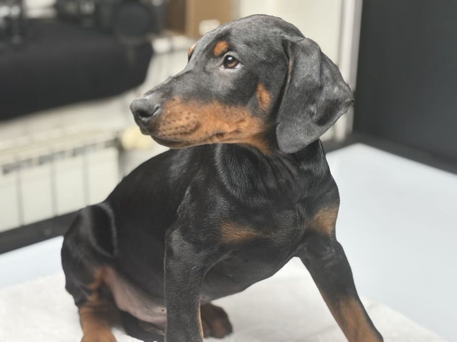 Doberman szczenie.