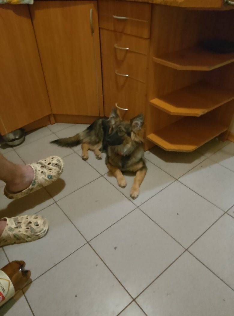 Відам собаку в хороші руки. Безкоштовно, Міні Овчарка