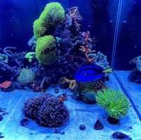морской аквариум , кораллы, живность, обслуживание, запуск