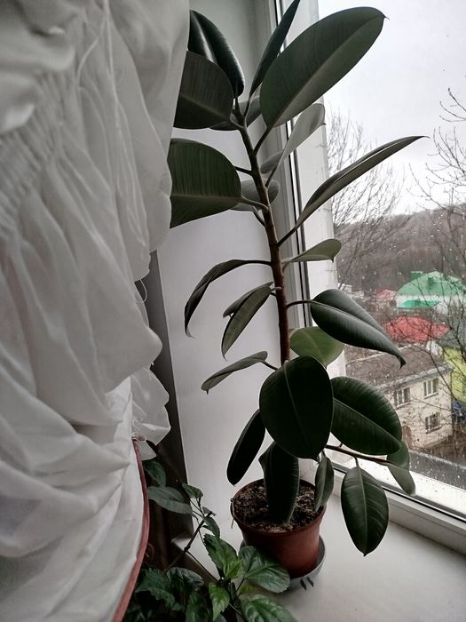 Продам фікус  114 см.