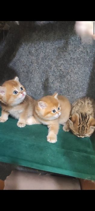 Золоті британчики