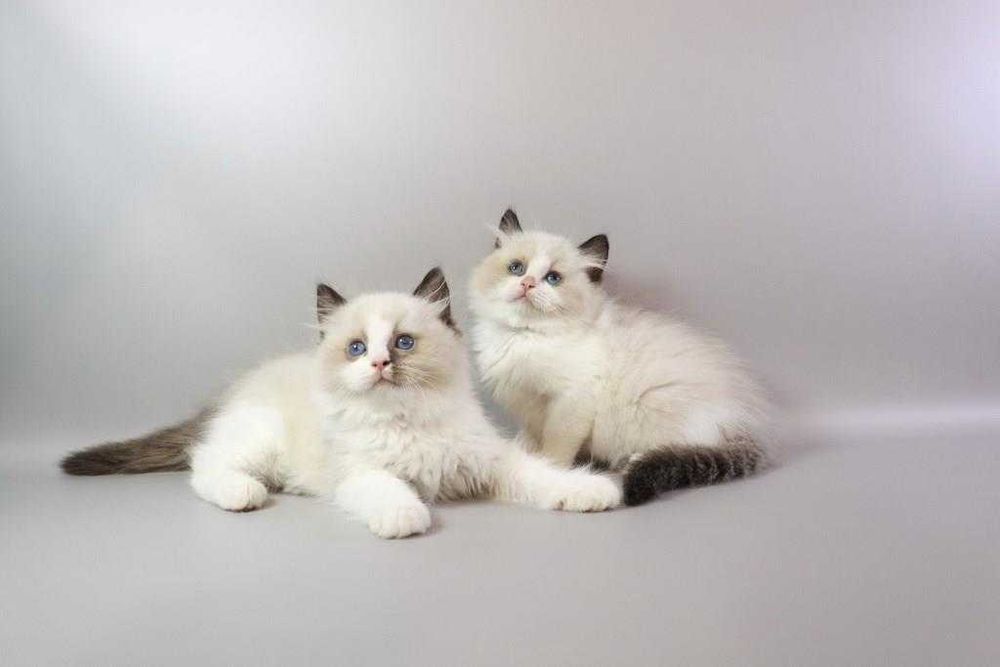 У нас підросли чарівні регдоллики