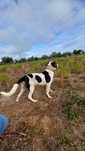 Cão de Gado Transmontano para reprodução