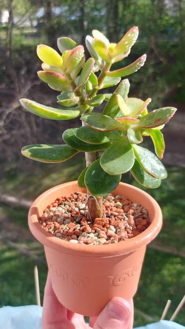 Crassula Helios дерево-бонсай 3,5 роки